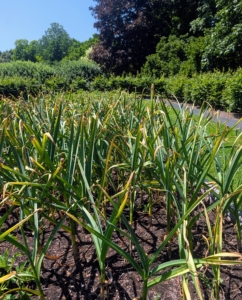 And like clock work, a few weeks later the garlic leaves begin to brown.