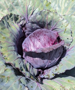 Red, or purple, cabbage is often used raw for salads and coleslaw.