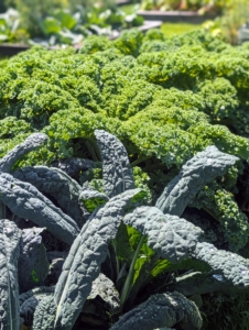 Look how beautiful this crop of kale is. Kale or leaf cabbage is a group of vegetable cultivars within the plant species Brassica oleracea. They have purple or green leaves, in which the central leaves do not form a head.