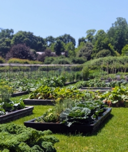 Early July brings long days and steady warmth, helping everything to mature so well. I hope all your gardens are looking great this season!