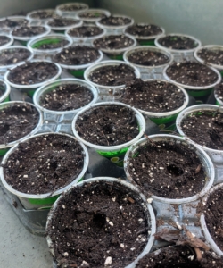 Ryan already prepared the containers for seeding. One can use smaller seed starting trays, but these pots will also work very nicely. Here, Using his finger, Ryan makes quarter-inch deep furrows in the middle of each pot. It’s best to use a pre-made seed starting mix that contains the proper amounts of vermiculite, perlite and peat moss. I use Miracle-Gro Seed Starting Potting Mix.