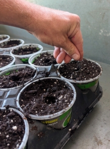 Ryan carefully drops a few seeds into each pot.