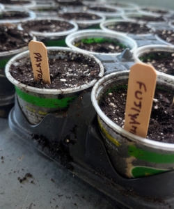 Once all the pots of one type are filled, Ryan places a marker into the end pot, so it is clear what variety is growing in the row.