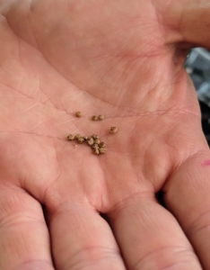 Brassica seeds are very small, so be sure to take time dropping them into the soil-filled containers. It’s also a good idea to keep a record of when seeds are sown, when they germinate, and when they are transplanted. These observations will help organize a schedule for the following year.
