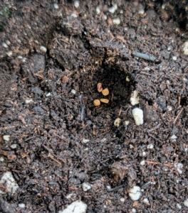 These seeds will be selectively thinned in a few weeks. The process eliminates the weaker sprout and prevents overcrowding, so seedlings don’t have any competition for soil nutrients or room to mature.