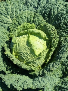 Meanwhile, other brassicas are ready to pick. This is one of my cabbages. I grow Savoy, red, and green. Savoy cabbage leaves are ruffled and a bit yellowish in color. It has crinkled, emerald green leaves, and a mildly nutty and sweet flavor.