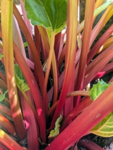 Here are the colorful stalks of my rhubarb. The leaves are toxic because they contain high levels of oxalic acid, but the fleshy stalks of rhubarb can be cooked and used to make a variety of delicious pies, tarts, cakes, cobblers, crisps, and pavlovas.