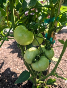 Jute twine is used to keep the vines up and the tomatoes off the ground.