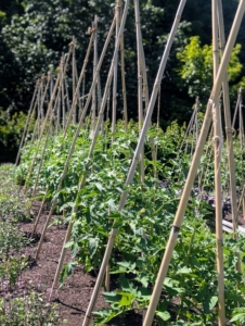 I use bamboo stakes to support the vining tomato plants. The plants are growing so fast.