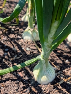 And what a difference a few weeks make - my onions have really grown and will be ready to harvest soon. I plant a lot of white, yellow and red onions. Onions are harvested later in the summer when the underground bulbs are mature and flavorful.