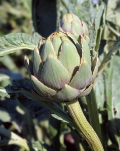 Buds are generally harvested once they reach full size, just before the bracts begin to spread open. I like to harvest them when they are still small.