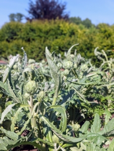 Globe artichokes, Cynara scolymus, are popular in both Europe and the United States. Artichokes are actually the flower buds, which emerge from the center of the plants. I have so many!