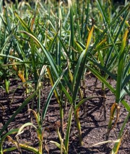 The garlic will also be harvested soon. We've had lots of rain recently, so we're waiting for some hot dry weather. The real indicator is the plant itself – when the bottom leaves have turned brown, and the top leaves are still green.