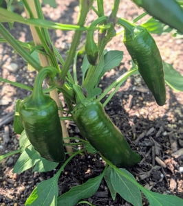 I grow both hot and sweet peppers. If growing both, be careful when picking – keep the hot ones separated from the sweet, so there is no surprise in the kitchen.