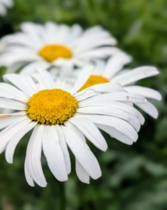 Shasta daisy flowers provide perky summer blooms with the look of the traditional daisies along with evergreen foliage. They are low maintenance and great for filling in bare spots in the landscape.