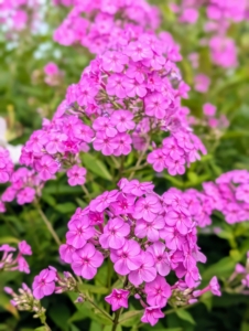 The phlox is thriving in the garden. Phlox has superb heat and mildew resistance. Phlox is a tall and upright grower that’s great for the back of the border, or even planted at the edge of the garden among the shrubs.