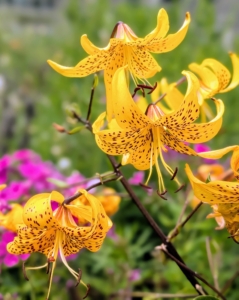 Yellow tiger lilies are vibrant, medium-yellow lilies with characteristic dark spots, known for their striking appearance and ease of cultivation.