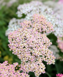 The flower clusters or corymbs are made up of dozens of tiny daisy-like florets. Here’s yarrow in light pink. Yarrow flower colors range from white and soft pastels to brilliant shades of yellow, red, orange, and gold. Enjoy the flowers around you this weekend.