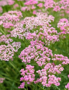 Achillea millefolium, commonly known as yarrow, is a flowering plant in the family Asteraceae. It is a hardy perennial with fernlike leaves and colorful blooms. The large, flat-topped flower clusters are perfect for cutting and drying.