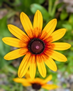 In general, rudbeckias are relatively drought-tolerant and disease-resistant. Flower colors are yellow and gold with dark centers. The plants grow two to six feet tall, depending on the variety.