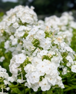 Phlox also comes in a range of colors from pure white to lavender to even red, and grows happily in most parts of the country. If properly planted and sited, phlox is largely pest and disease free too – a perfect perennial.