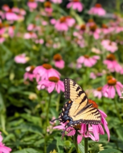 Butterflies are attracted to Echinacea, including this swallowtail. They love coneflowers for their vibrant colors and nectar-rich blooms.