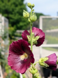 This is Alcea rosea, also known as the hollyhock. These plants can reach five to eight-feet tall and up to about four feet across.