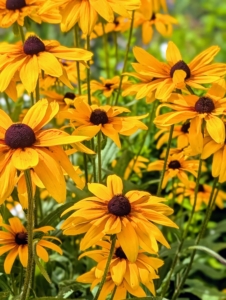 These are the showy flowers of rudbeckia. Rudbeckia’s bright, summer-blooming flowers give the best effect when planted in masses in a border or wildflower meadow.