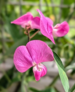 Here is one in pink. The old-fashioned varieties of sweet pea are grown for their vibrant colors and intense fragrances. Most sweet peas will begin blooming in late spring or early summer.