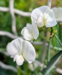 Growing on one side of the fence surrounding the garden are these dainty perennial sweet pea or everlasting pea flowers. The sweet pea is a herbaceous climbing vine with beautiful bright flowers that grow up to 10 feet long.