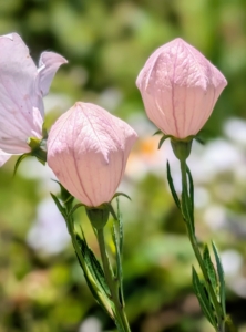Balloon flowers get their name from the unopened buds, which swell up prior to opening and resemble little hot-air balloons.