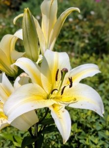 Lilies come in a variety of colors with multiple blooms per stem. This is white with bold yellow.