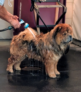 Carlos starts with wetting Han's coat. My dogs are very accustomed to being bathed. They’ve had many baths, but always keep an eye on any dog who is getting washed – just in case they want to make a quick move.