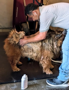 When the coat is thoroughly wet, Carlos applies the shampoo specifically formulated for pets. Carlos also gives Han a little massage and feels for anything unusual that could have gotten in the coat.