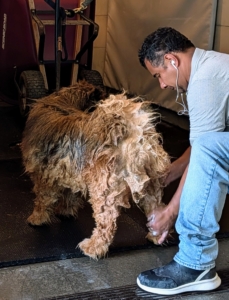 And don't forget the feet. Carlos makes sure to clean the feet, legs and underneath where dirt can accumulate.