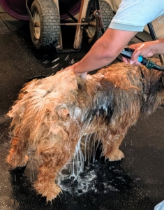 The water needs to penetrate all the layers of the dog’s heavy coat.