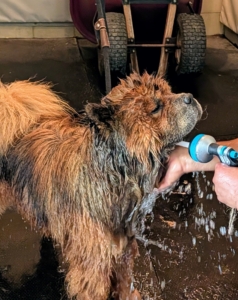 After applying the shampoo and letting it soak into the coat a few minutes, Carlos rinses well with lukewarm water. It is very important to get all the shampoo out – a rule of thumb is to keep rinsing until there are no visible bubbles on the coat – and then rinse a little more.