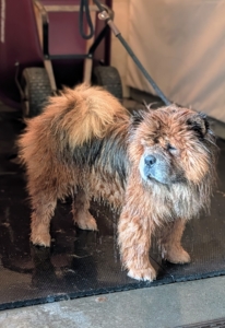 Here he is all rinsed and waiting for his towel.