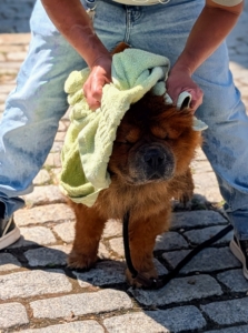 Carlos dries Han very, very well. Here he is getting wiped down with a large terry towel. Train the dog to shake on command, so it can shake when the towel is there and no one gets wet in the process.