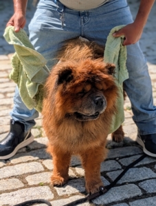 Carlos also towel dries Han's underside.