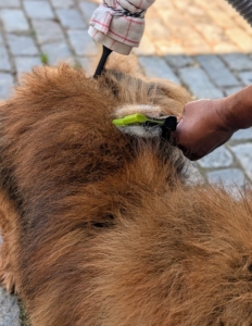 He uses a brush as he goes, getting all the loose, dead hair out.