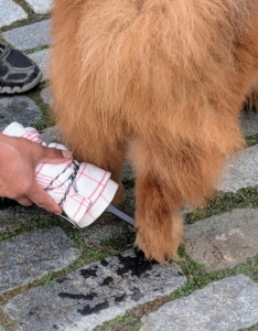 Carlos dries the feet thoroughly, including in between the dog’s pads. Never use high heat on a dog’s coat. Dogs are much more sensitive to external heat than humans are and have a far more difficult time dissipating heat.