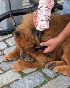 Drying is important especially in any small folds such as behind the ears.
