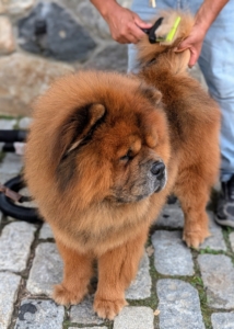 According to the breed standard, Chows must have a lovely thick mane, with small rounded ears, giving it the appearance of a lion. A clean, well-maintained coat highlights the breed’s signature thick coat. Han is such a handsome boy.