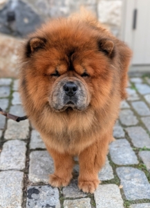 Han looks great. A well-bathed and groomed Chow Chow is not only strikingly beautiful but also healthier and more comfortable. One dog down and four more to go!