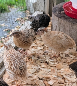 Quail are very social birds and enjoy being in groups with their own kind.