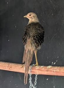 Baby pheasants have a distinct coloration that is different from adult pheasants. Their down feathers are usually a tawny-yellow color with darker feathers on their backs and sides. As they grow, their feathers change and they begin to resemble adult pheasants.