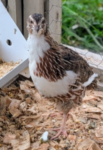 Because they are small, quail chicks don’t need large enclosures or extensive feeding areas. And in terms of food, quail chicks are omnivores and do well on a balanced diet that includes commercial pellets, fruits, and vegetables.