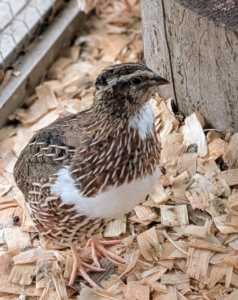 Their temperament is calm, docile, and while skittish at first, they learn to acclimate quickly to their environments.