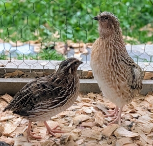 Once big enough, the quail chicks are moved to this "nursery" coop where they have more room to roam.